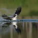 Osprey fishing - Balbuzard pecheur en peche