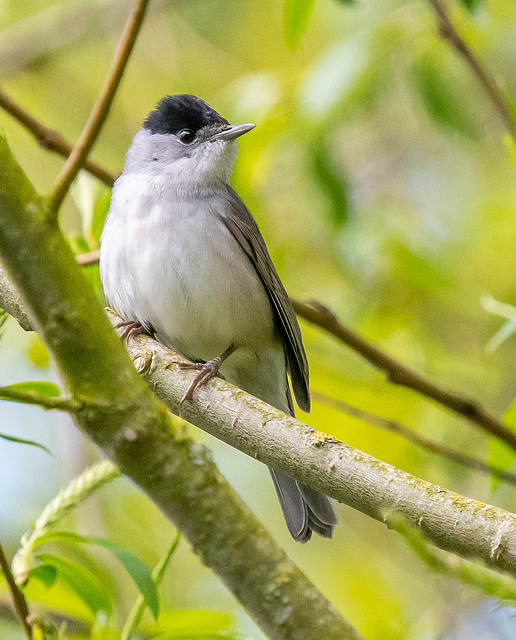 Blackcap