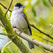 Blackcap