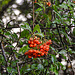 20221027 1901CPw [D~LIP] Mittelmeer-FEUERDORN (Pyracantha coccinea), Bad Salzuflen