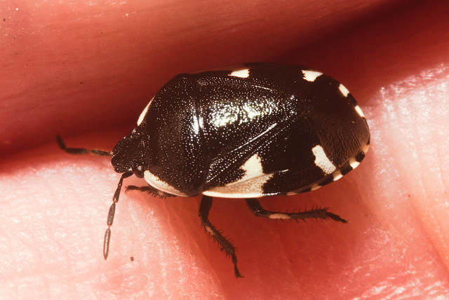 IMG 7698 Shield Bug