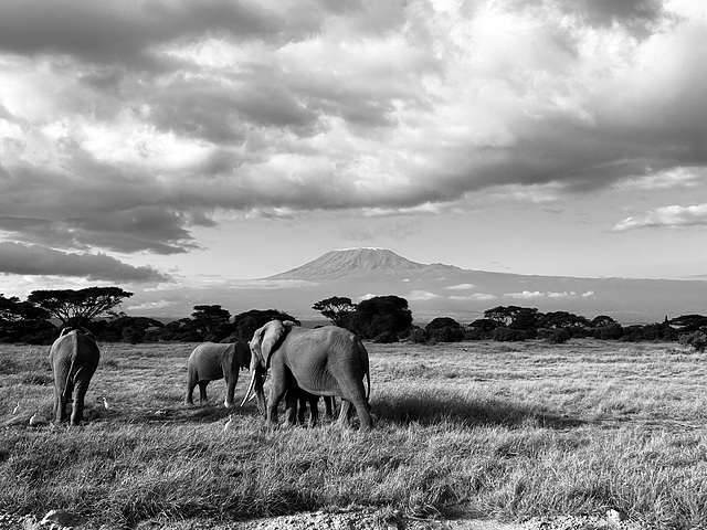 Kilimanjaro and elephants (BW).