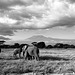 Kilimanjaro and elephants (BW).