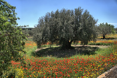 Landscape near Scicli