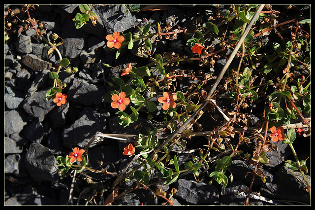 Anagallis arvensis - mouron rouge (1)