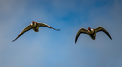 Shelducks
