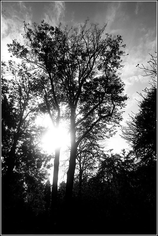 Arbres 2019-Paris-octobre2019