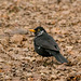 Leucistic blackbird.