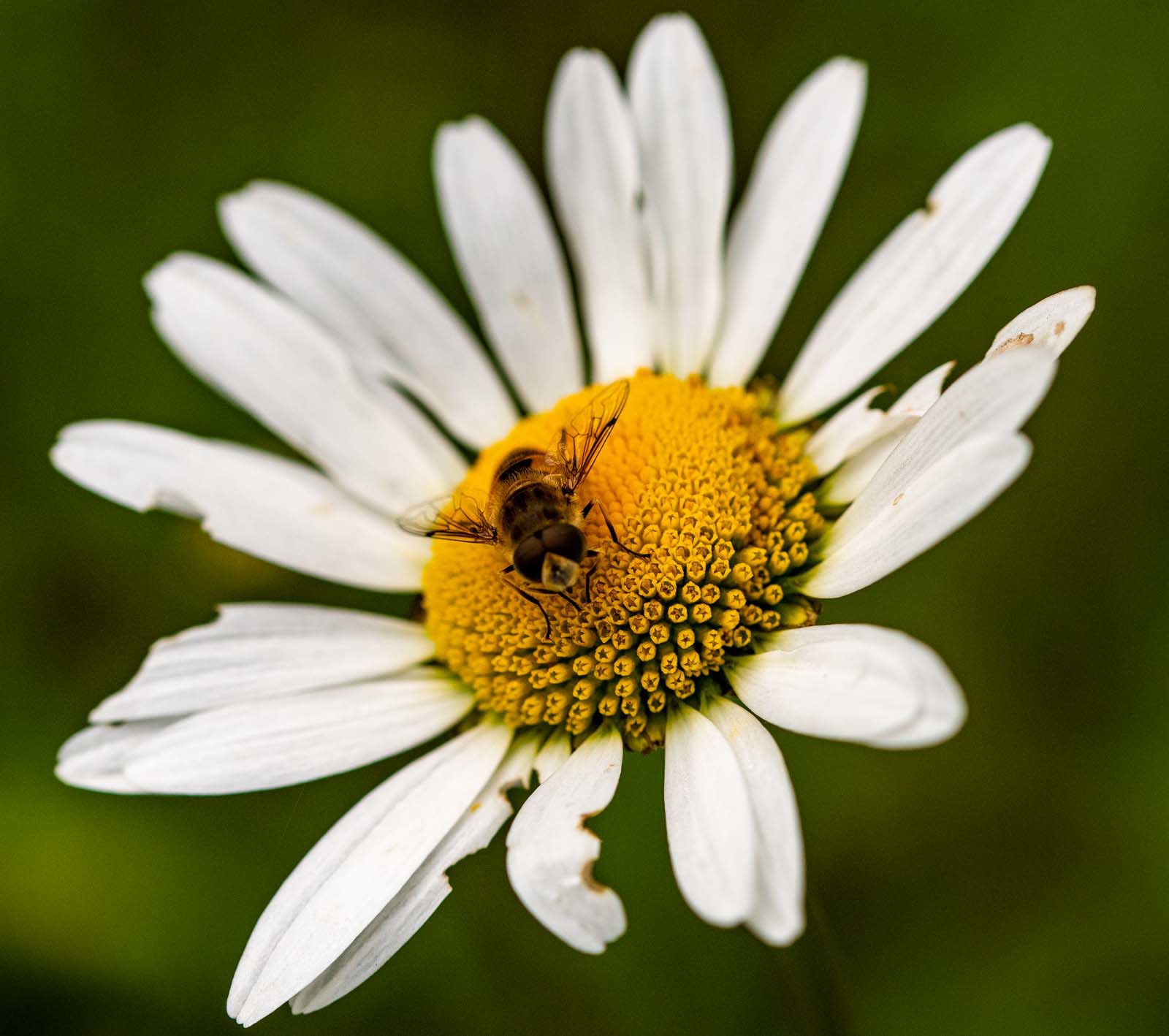 Hover fly