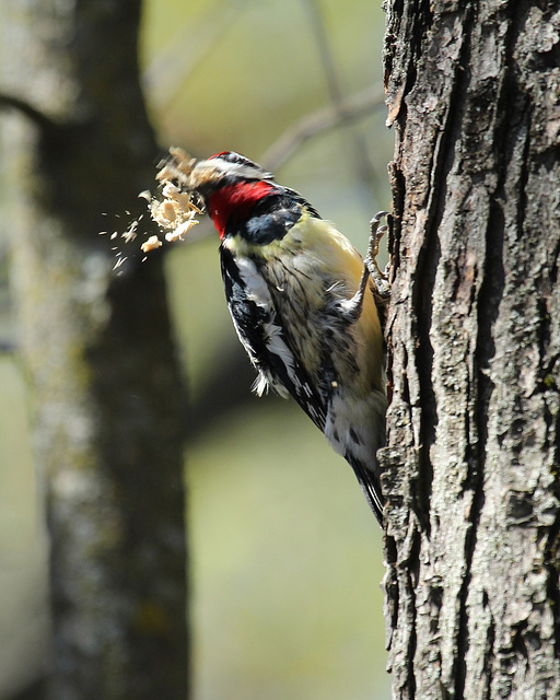 pic maculé / yellow-belliedsapsucker