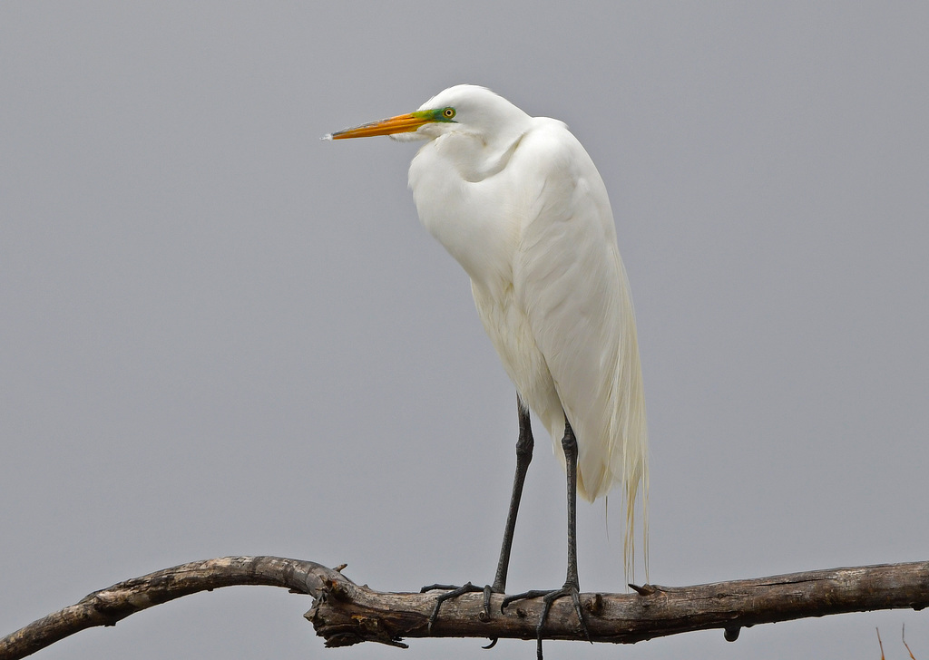 Great Egret at Roaring Springs Ranch in Catlow Valley AWP 3186processed copy