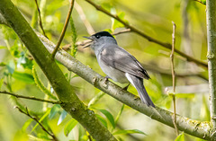 Blackcap