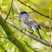 Blackcap