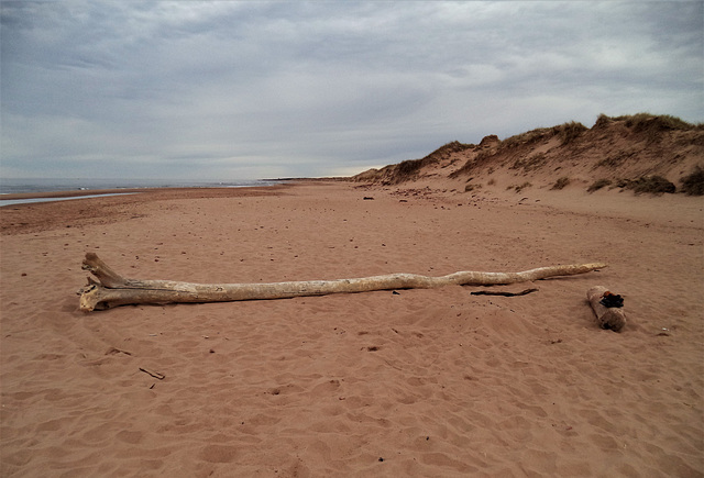 Ici gît un tronc de plage ......