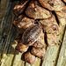 20221027 1902CPw [D~LIP] Mauerassel (Oniscus asellus), Fichtenzapfen, Bad Salzuflen
