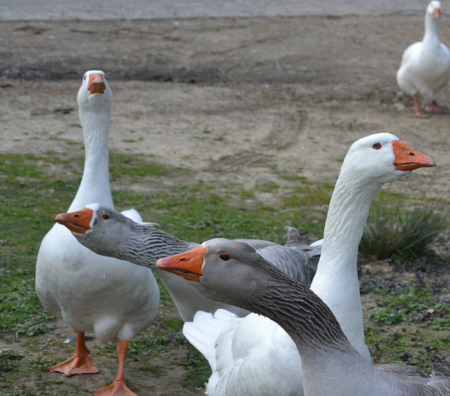 Gray and white neck (brothers and sisters)