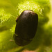 IMG 7702 Beetle-3