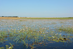 Botswana, Chobe National Park, Landscape of the Wetlands with Millions of Water Lilies