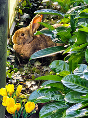 Flemish Giant enjoys the first rays of Sunshine safely beside the Greenhouse during the Crocus Holidays