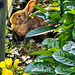 Flemish Giant enjoys the first rays of Sunshine safely beside the Greenhouse during the Crocus Holidays