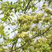 20120419-5101 Getonia floribunda Roxb.