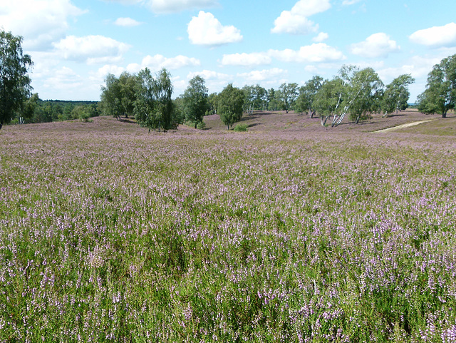 Heide (calluna vulgaris)