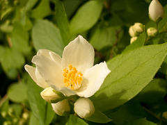 white flower and buds