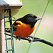 Baltimore Orioles