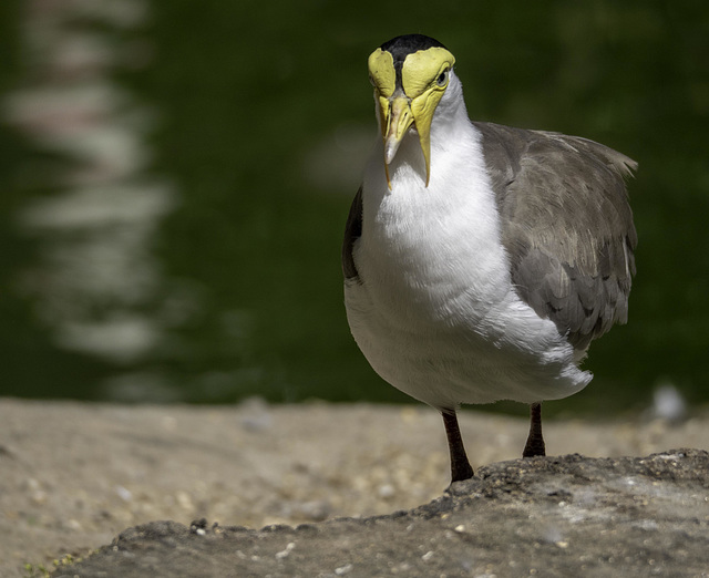 Masked Lapwing (Vanellus miles)