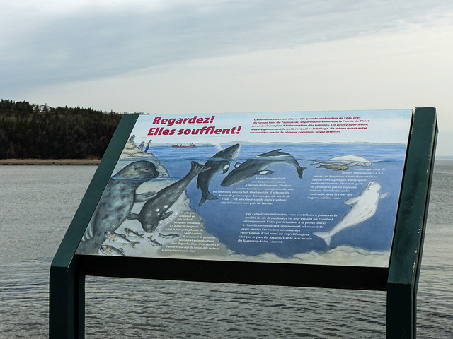 Day 9, boardwalk walk, Tadoussac