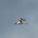 Avocet