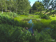 Sunny Sunday May afternoon by the pond