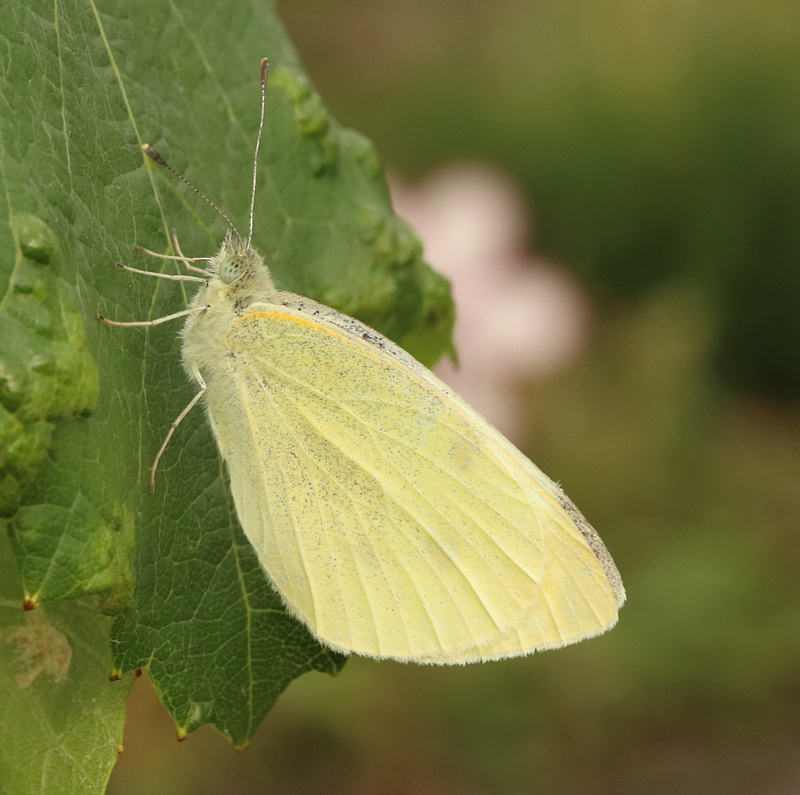 IMG 5345Moth