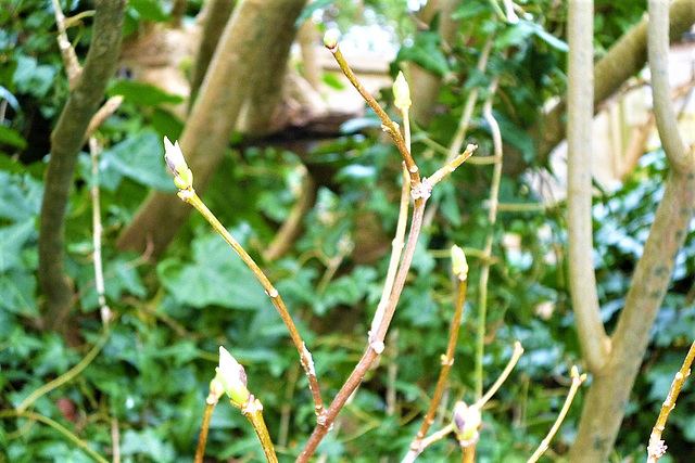 Lilac buds on the trees