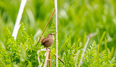 Wren