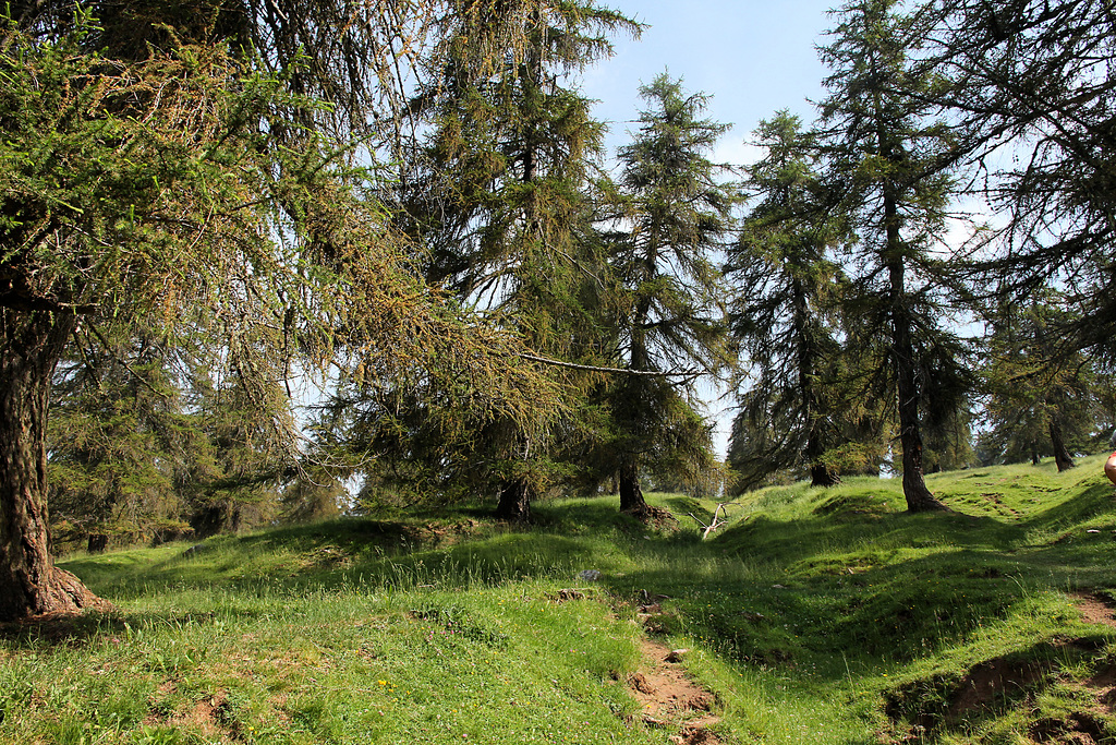 Wanderung durch Lärchenwiesen zur Möltner Kaser Alm