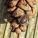 20221027 1903CPw [D~LIP] Mauerassel (Oniscus asellus), Fichtenzapfen, Bad Salzuflen