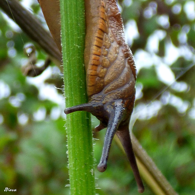 Limace en descente