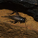 IMG 2934 Cricket