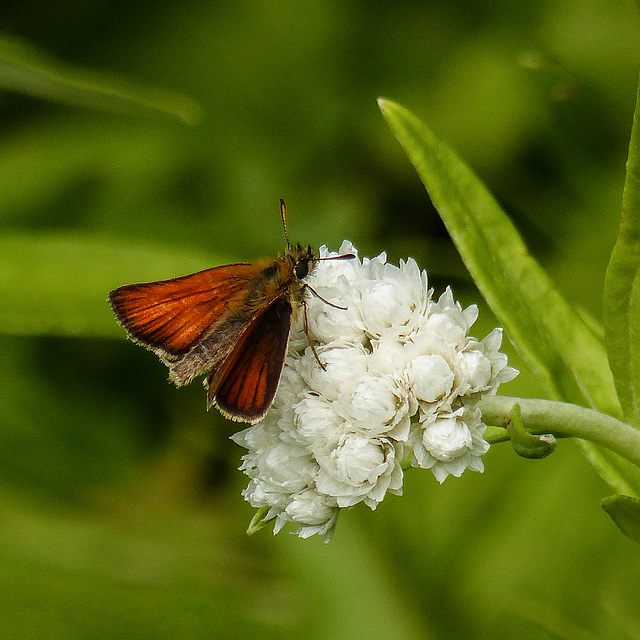 European Skipper on Pearly Everlasting / Antennaria