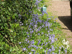 The bluebells are now growing beautifully in the driveway