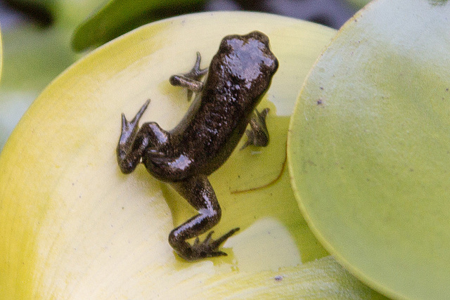 20160628 1940VRAw [D~LIP] Erdkröte (Bufo bufo), Bad Salzuflen