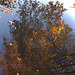 Autumn Reflections 6