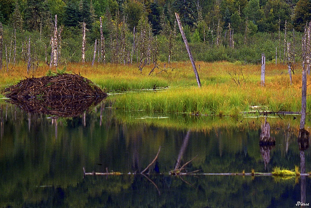 Proche du lac Saint Jean - Canada