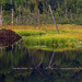 Proche du lac Saint Jean - Canada