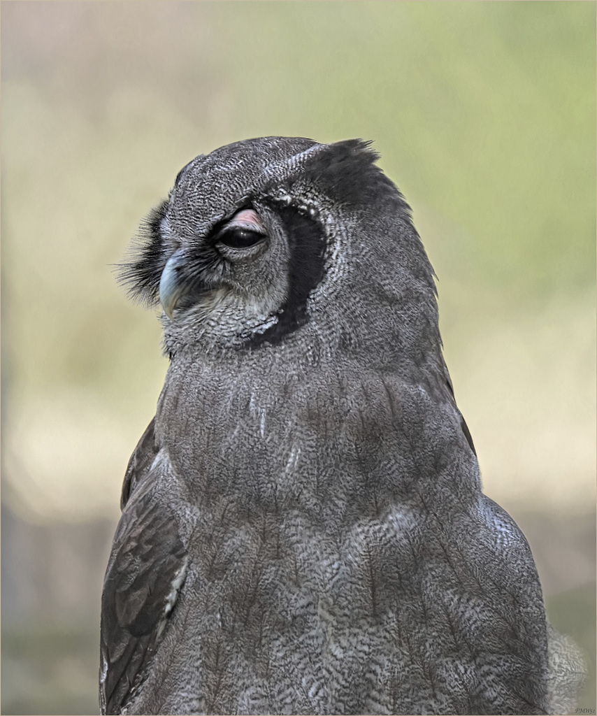 Half-length portrait of a milk eagle owl in half profile