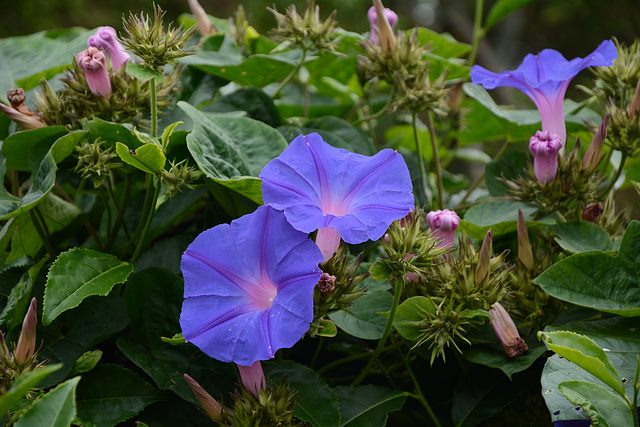 Azores, Island of San Miguel, Flowers