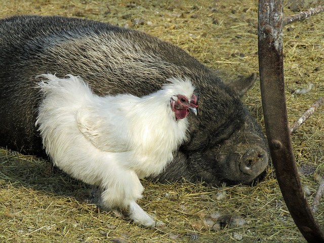 Is this a Silkie rooster?