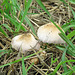 Day 6, mushrooms with damselfly