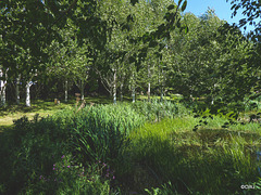 Sunny Sunday May afternoon by the pond